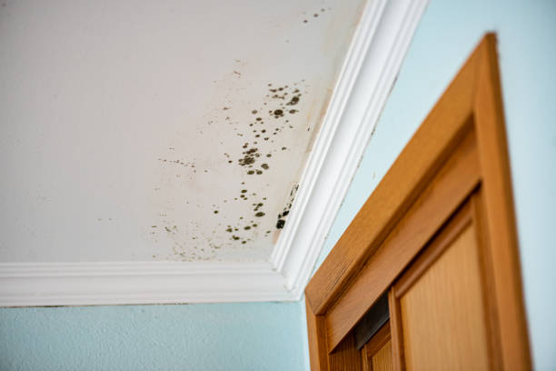 Office Mold Removal Services in Lakeview, OH
