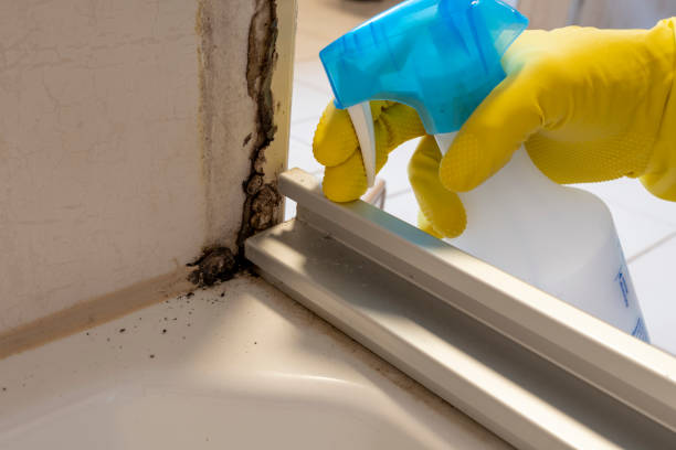 Mold Testing and Removal in Lakeview, OH