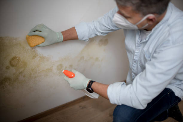 Best Mold Cleaning Services  in Lakeview, OH