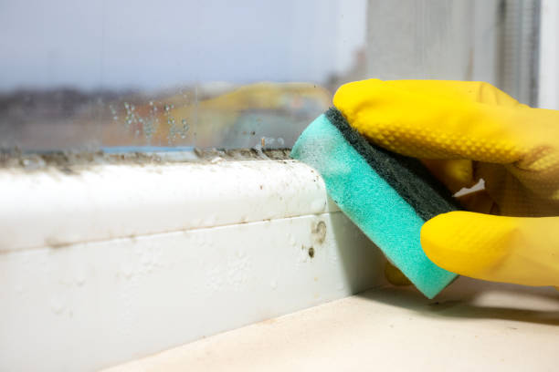 Home Mold Removal in Lakeview, OH