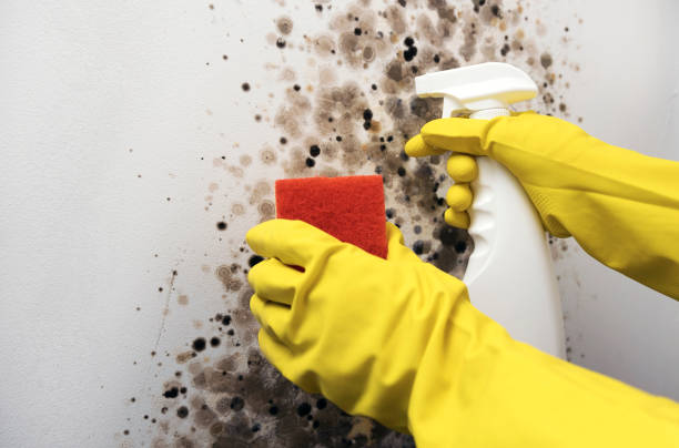 Best Commercial Mold Removal  in Lakeview, OH