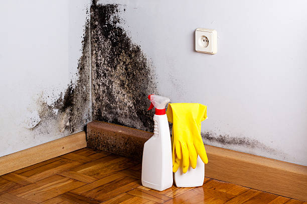 Best Toxic Mold Removal  in Lakeview, OH